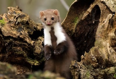 marten in nature